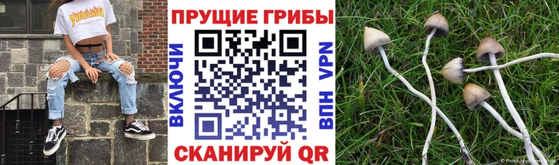 Купить где  Электросталь  Галлюциногенные грибы ЛСД 